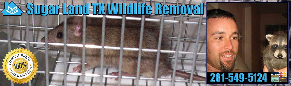 Sugar Land Wildlife and Animal Removal